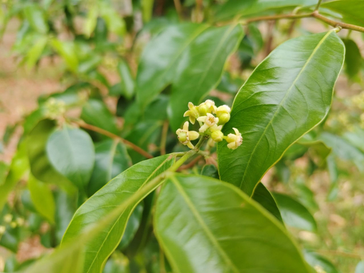 Agarwood flower