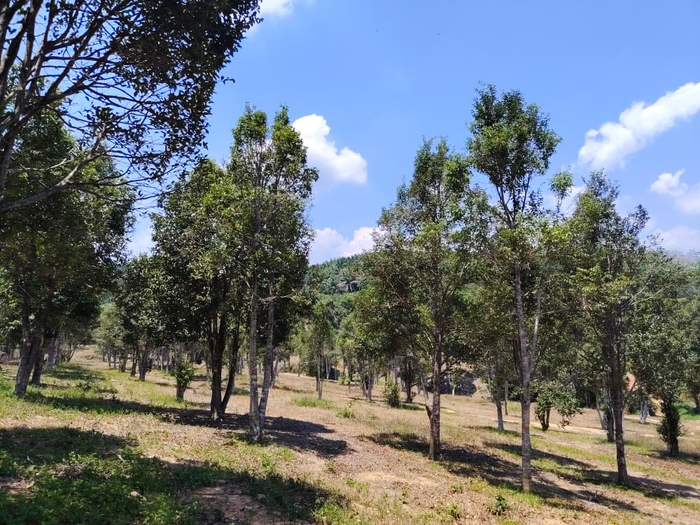 Agarwood plantation